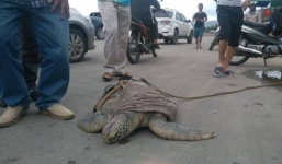 Con vích quý hiếm gần 40 kg bị buộc bằng dây ống bơm, được rao bán trên quốc lộ