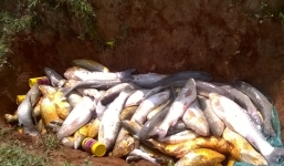 Cá nuôi trên sông Bưởi tiếp tục chết hàng loạt