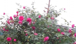 Đại gia Việt chi tiền tỷ sở hữu 3.000 gốc hồng cổ Sapa