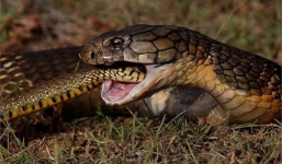 Video: Rắn hổ mang khổng lồ nuốt chửng rắn đuôi chuông