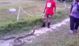 Đám người lực lưỡng hợp sức truy bắt rắn hổ mang khổng lồ hung hãn