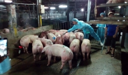 Phát hiện hơn 600 con heo bơm nước dương tính với thuốc an thần