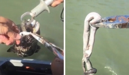 Video: Rắn đốm đen cực độc nằm cuộn tròn trong miệng cá