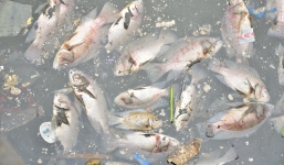 Cá chết trắng trên kênh Nhiêu Lộc