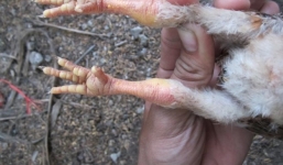 Gà chết sau khi ăn cá biển ở Đà Nẵng vì 'quá no': Chuyên gia nói gì?