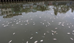 Nguyên nhân 14 tấn cá chết trên kênh Nhiêu Lộc- Thị Nghè