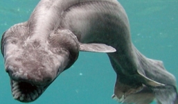 'Quái vật biển' dài 4 m dạt vào bờ biển Mexico