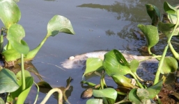 Thả hạt thàn mát cực độc làm cá chết hàng loạt ở Quảng Trị