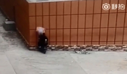 Người đi xe máy lao vào tường vì mải nhìn điện thoại