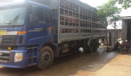 Trung Quốc chưa cấp phép nhập khẩu lợn thịt từ Việt Nam