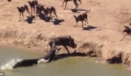 Trên bờ 9 linh cẩu chầu chực, dưới nước cá sấu tấn công lên, lợn rừng nhận kết cục bi thảm