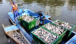Vớt gần 70 tấn cá chết trên sông ở Sài Gòn