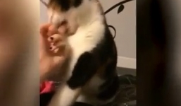 Mèo giận dữ tấn công chủ