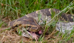 Video: Trăn đá khổng lồ nuốt chửng linh dương