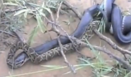 Video: Rắn hổ mang chúa gồng mình nuốt chửng trăn 'khủng'