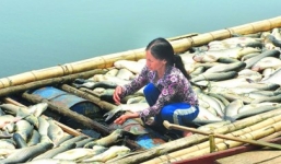 Vụ cá chết trên sông Bưởi: Doanh nghiệp xả thải bị phạt gần 4 tỷ đồng