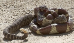 Hổ mang chúa ghen tuông giết chết bạn tình của đối thủ