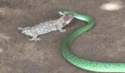 Cuộc chiến sinh tồn giữ tắc kè và rắn lục