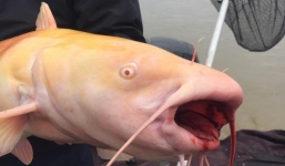 Bắt được thủy quái bạch tạng dài gần 1m 