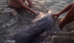 Cá heo bị mắc cạn, bơi dọc bờ biển Đà Nẵng