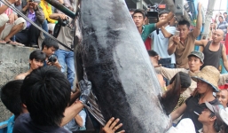 Ngư dân Khánh Hòa bắt được cá ngừ vây xanh cực hiếm, nặng 300kg