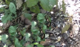 Nữ sinh lớp 7 chết trong rừng: Lời khai lạnh lùng của nghi phạm