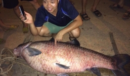 Bắt được cá trắm nặng 61kg giá 20 triệu đồng ở Thái Nguyên