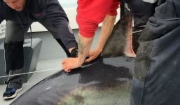 Câu được cá mập năng 200kg