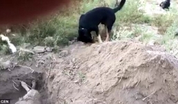 Video: Rơi nước mắt cảnh chú chó chôn bạn thân