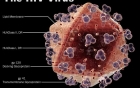 Điểm yếu của virut HIV đã được phát hiện