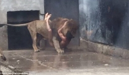 Video: Nam thanh niên khỏa thân nhảy vào chuồng sư tử để tự tử