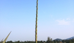 Video: Cây dứa lạ nở hoa cao gần 10m ở Nghệ An