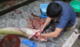 Đại gia chi gần 30 triệu đồng xẻ thịt cá lăng sông Đà đãi khách