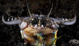 Video: Khả năng săn mồi đáng sợ của loài sâu 'quái vật'