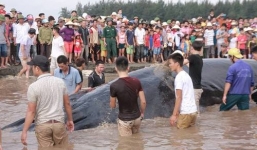 Video: Giải cứu thành công cá voi khổng lồ nặng 15 tấn bị mắc cạn