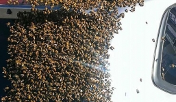 20.000 con ong bám đầy ô tô để giải cứu ong chúa bị kẹt