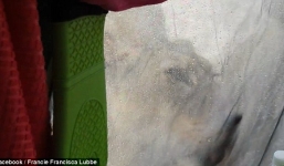 Hoảng hốt phát hiện sư tử nằm cạnh lều khi tỉnh dậy