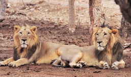 Ngủ trong vườn xoài cùng cha, cậu bé 14 tuổi bị sư tử lôi đi ăn thịt