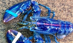 Video: Bắt được tôm hùm xanh lam cực hiếm ở Canada