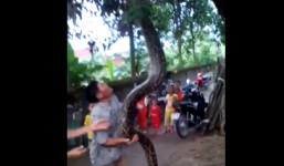 Video: Bắt được trăn khổng lồ dài 5m, nặng 37kg