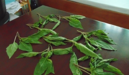 Ăn rau lạ trong vườn, cả gia đình bị ngộ độc thần kinh