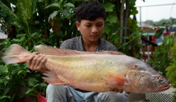 Bắt được cá màu sắc lạ, nghi cá sủ vàng 'tiền tỷ' trên sông Đồng Nai
