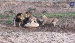 Video: Trâu rừng đủng đỉnh thoát chết nhờ 5 sư tử 'bận' cấu xé nhau