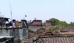 Video báo đốm lao qua mái nhà điên cuồng tấn công người dân