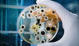 Xuất hiện siêu vi khuẩn kháng mọi loại kháng sinh