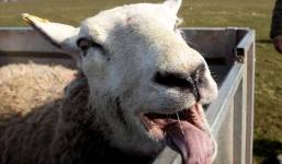 Cừu điên cuồng phá làng xóm do say cần sa