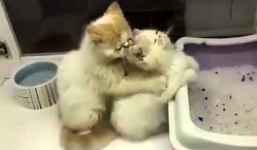 'Soái ca' mèo mát-xa cho đồng loại khiến FA ghen tỵ