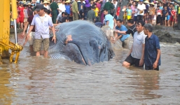 Mới phát hiện xác cá voi nặng 8 tấn dạt vào biển Nghệ An