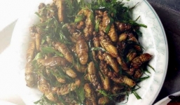 Ve sầu nửa triệu/kg lên ngôi đặc sản 