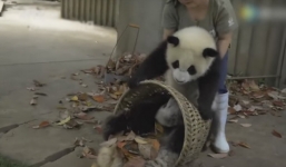 Clip gấu trúc chọc phá cô bảo mẫu gây sốt cư dân mạng